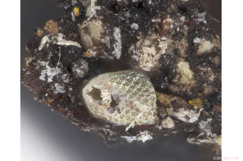 Rare Menehune Wasp Species Discovered at UH Manoa