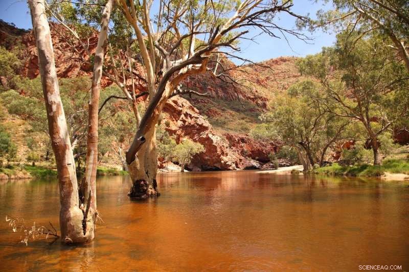 Trees and Floods: Resilience and Vulnerability of River Red Gums