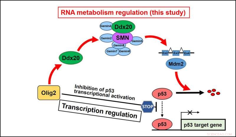 Olig2 Binding Protein: Key to Central Nervous System Development