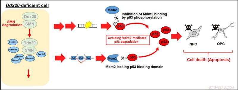 Olig2 Binding Protein: Key to Central Nervous System Development