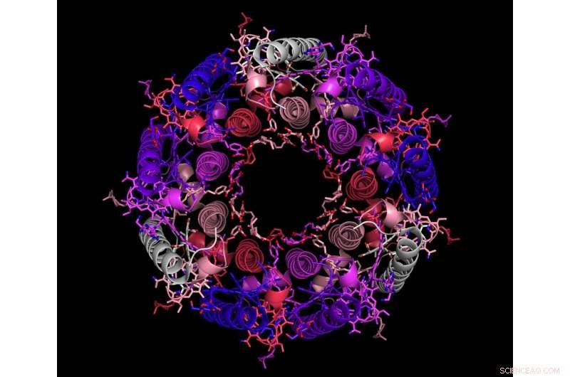 Evolutionary Symmetry: Unveiling the Role of Information in Biological Forms