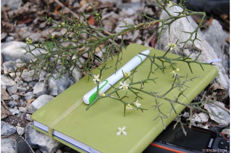 New Thorny Plant Species Discovered in Critically Endangered Ecosystem