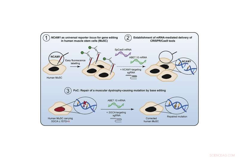 mRNA Therapy Shows Promise for Muscular Dystrophy Treatment