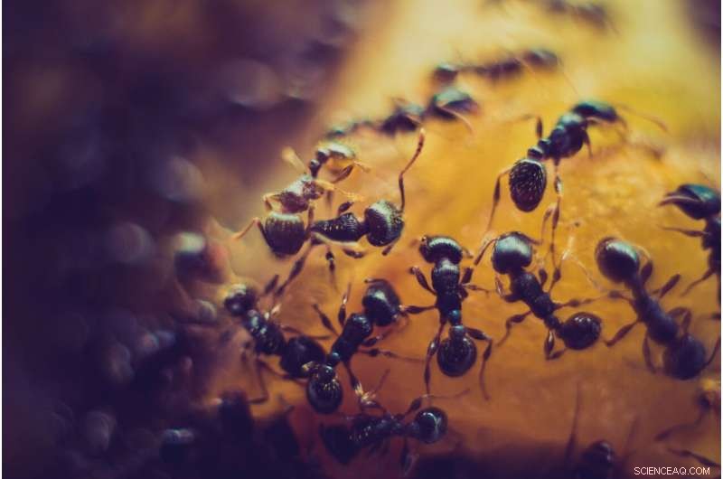 Ant Colonies: How Social Behavior Helps Them Adapt to Climate Change
