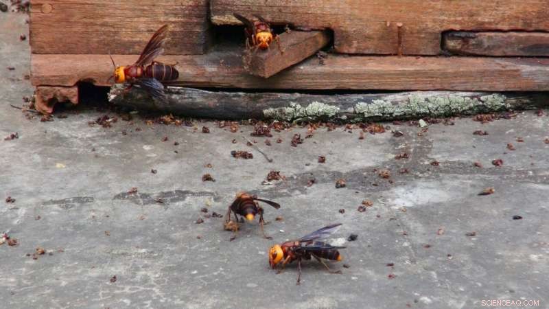Asian Giant Hornet Pheromones: Research Insights on Invasive Species