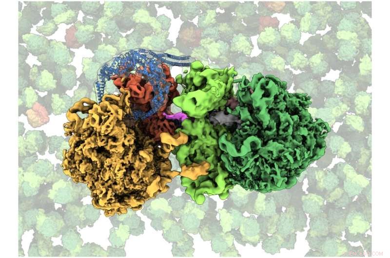 Bacterial Protein MutS2 Rescues Stalled Ribosomes – A Key to Protein Synthesis