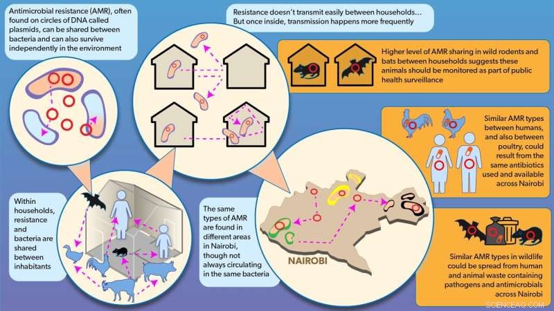 Understanding Pathogen Transmission in Urban Environments: A New Model