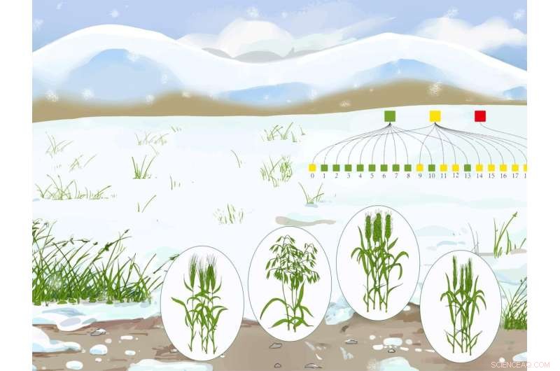 Understanding Cold-Resilience in Wheat & Grasses: A New Genetic Study