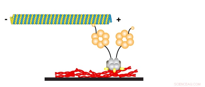 New Transport Mechanism Discovered in Developing Egg Cells