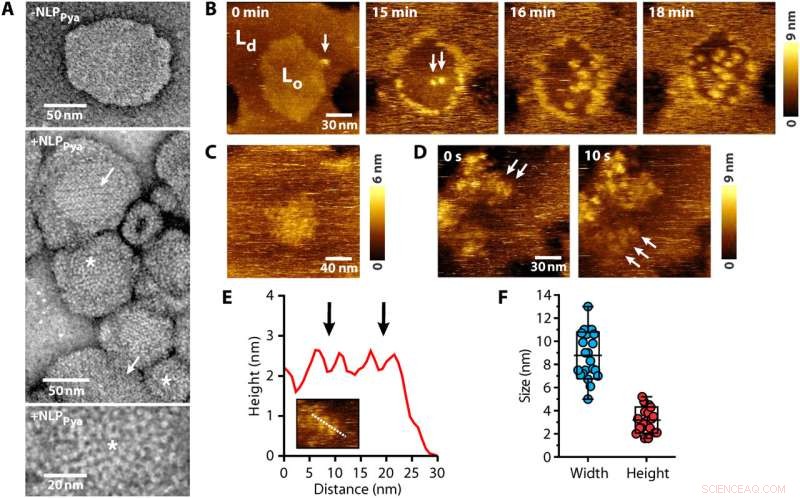 Plant Disease Mechanisms: Investigating Pathogen Damage