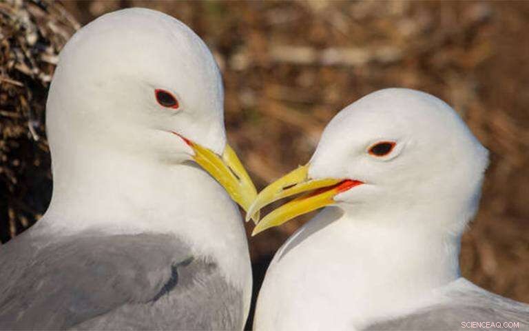 Protecting Seabirds: New Guidelines for Offshore Wind Farm Development