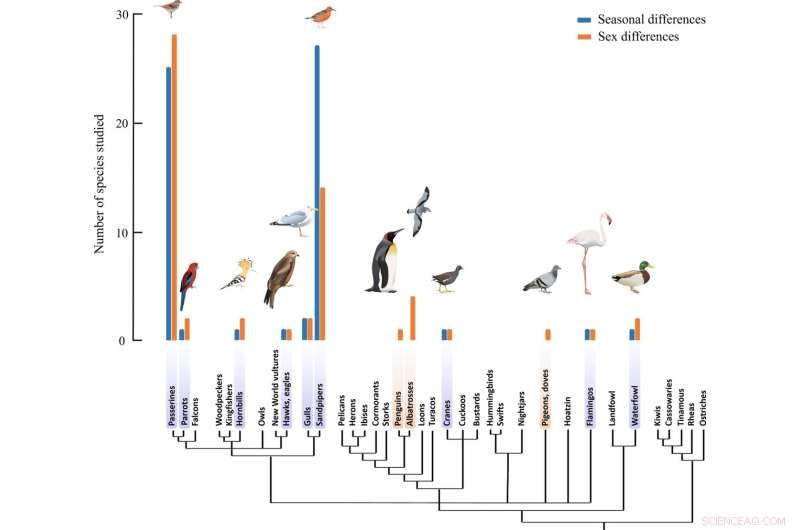 Bird Communication: The Surprising Role of Scent