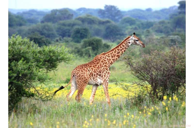 Sickle Bush: Giraffe s Favorite Food & Ecosystem Impact