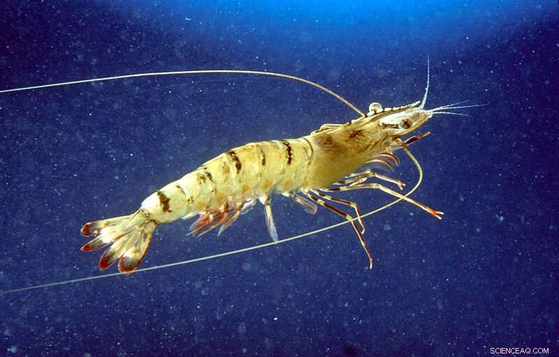 CSIRO Maps Australian Tiger Prawn Genome for Enhanced Farming