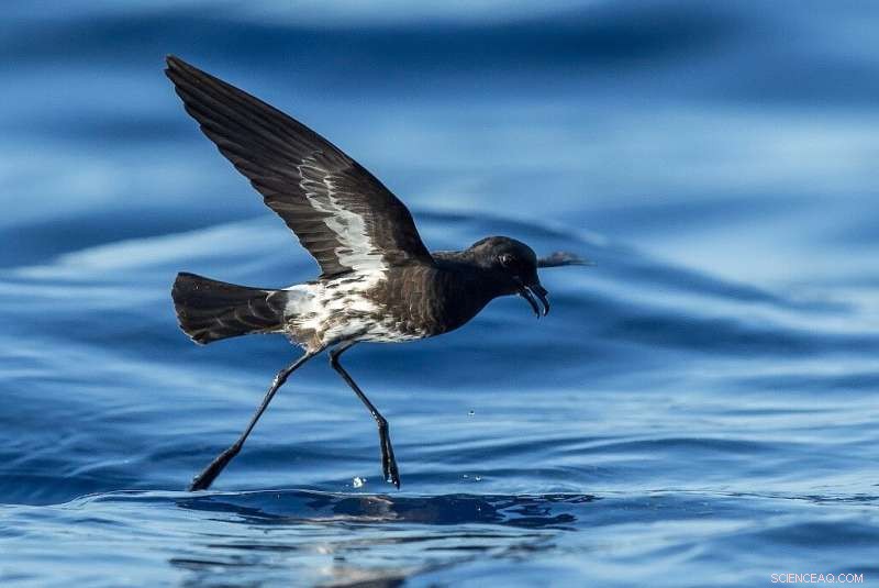 New Caledonian Storm Petrel: A Newly Discovered & Endangered Seabird