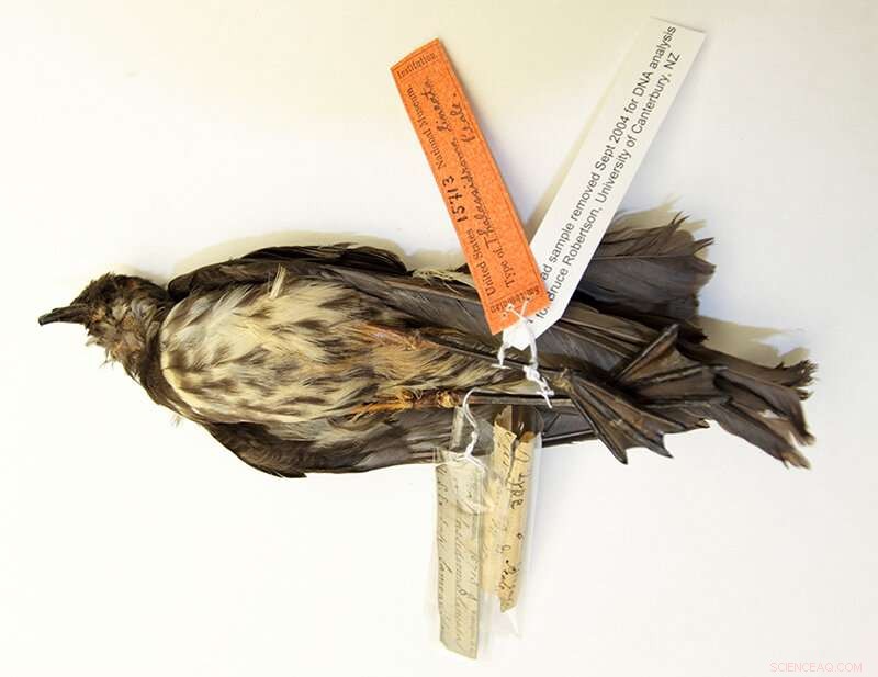 New Caledonian Storm Petrel: A Newly Discovered & Endangered Seabird