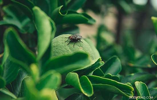 Impact of Parental Sugar Consumption on Offspring Health: A Fruit Fly Study