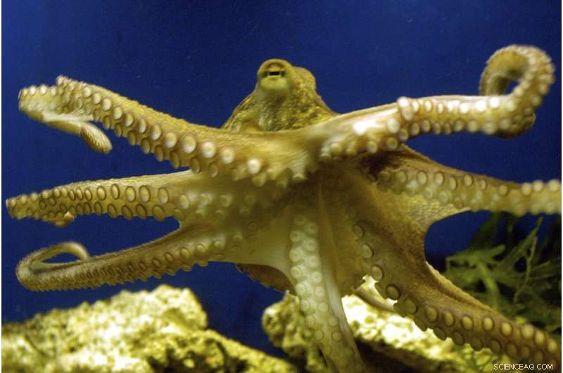 Ancient Octopus Ancestor Discovered – Dating Back to Before the Dinosaurs