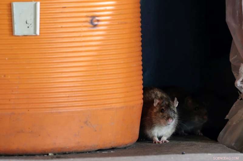 Scientists Reconstruct Christmas Island Rat Genome Using Brown Rat DNA