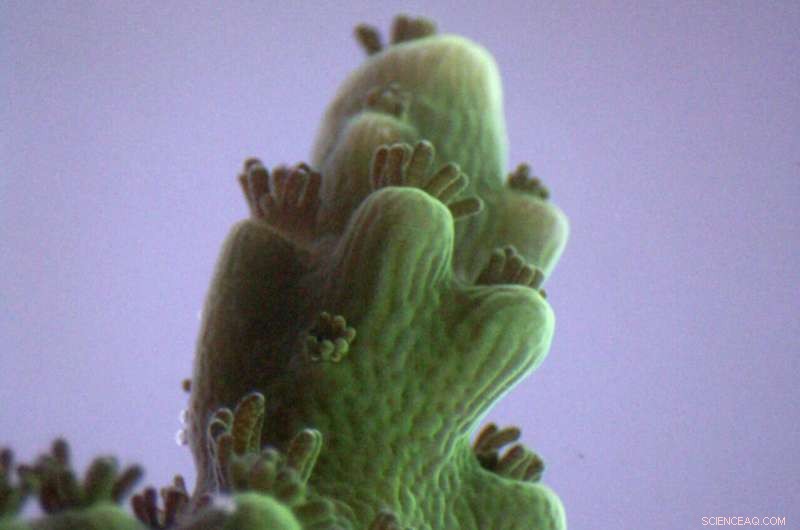 Coral-Algae Symbiosis: Unveiling Molecular Mechanisms with Advanced Imaging