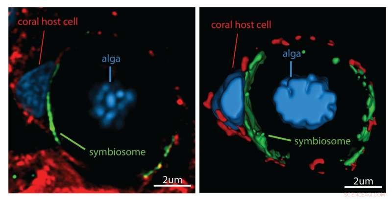 Coral-Algae Symbiosis: Unveiling Molecular Mechanisms with Advanced Imaging