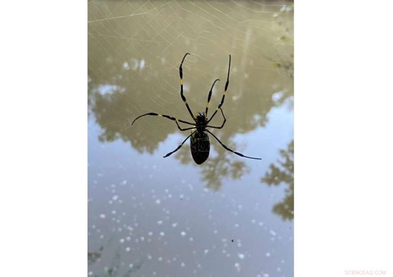 Joro Spiders: Are These Giant Insects a Threat or Beneficial to US Ecosystems?