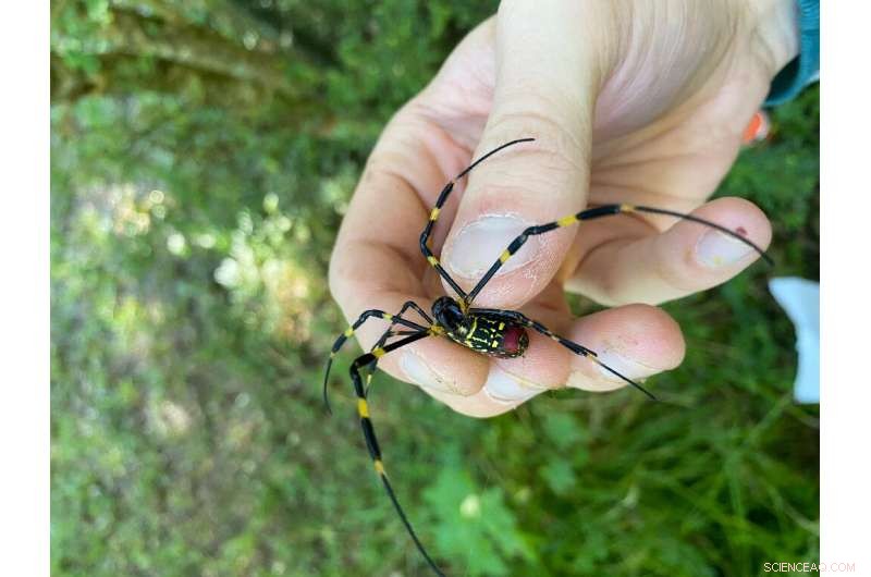 Joro Spiders: Are These Giant Insects a Threat or Beneficial to US Ecosystems?