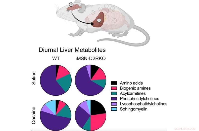 Circadian Rhythms, Metabolism, and Addiction: New Research Reveals Connections