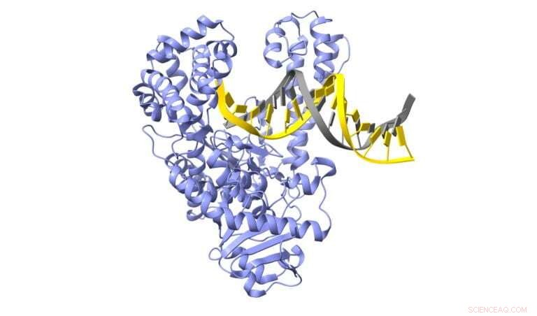 Breakthrough in Genetic Sequencing: New Enzyme Discovery