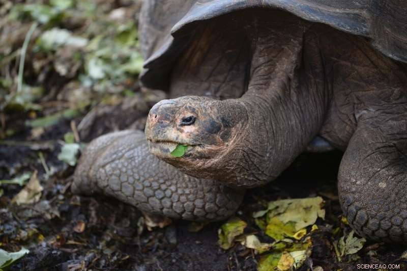 New Galapagos Giant Tortoise Species Identified Through DNA Analysis