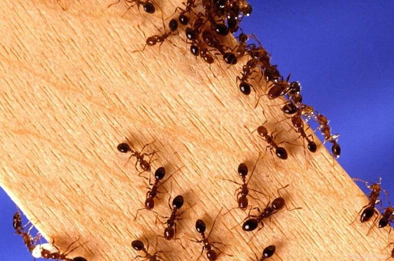Evolutionary Leap: New Ant Colony Structure Spreads Between Species