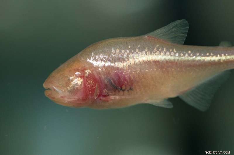 Blind Cavefish: Unraveling Oxygen Survival in Subterranean Ecosystems