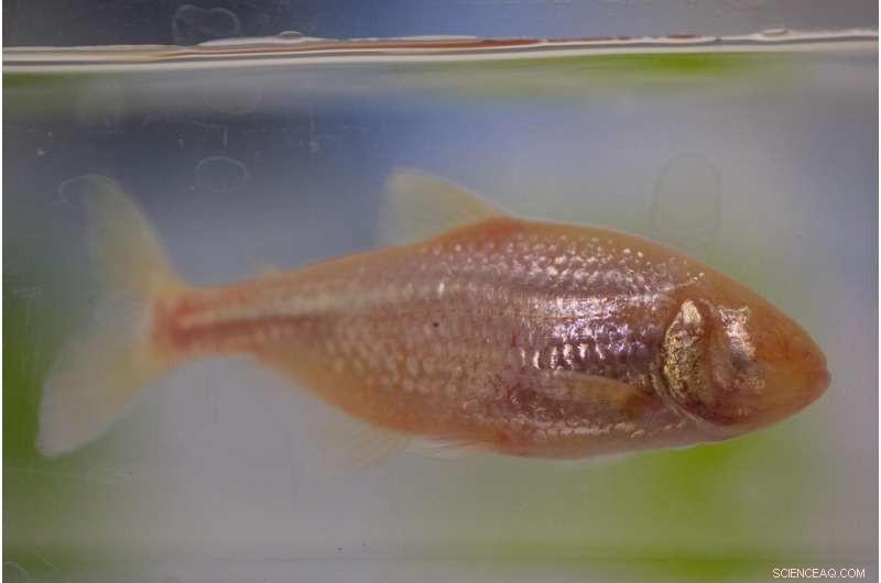 Blind Cavefish: Unraveling Oxygen Survival in Subterranean Ecosystems