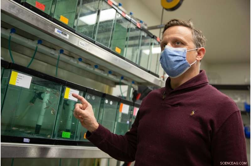 Blind Cavefish: Unraveling Oxygen Survival in Subterranean Ecosystems