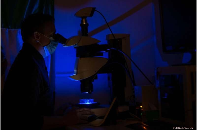 Blind Cavefish: Unraveling Oxygen Survival in Subterranean Ecosystems