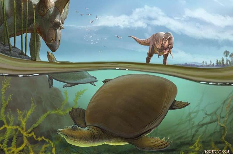 Ancient Softshell Turtle Discovered: A Cretaceous Period Resident