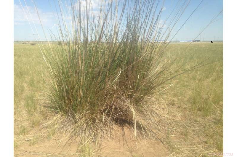 Grass-Cutting Voles: A Novel Strategy for Predator Avoidance