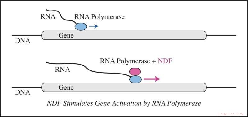 NDF Protein Discovery: Key to Enhanced Gene Expression and Disease Potential
