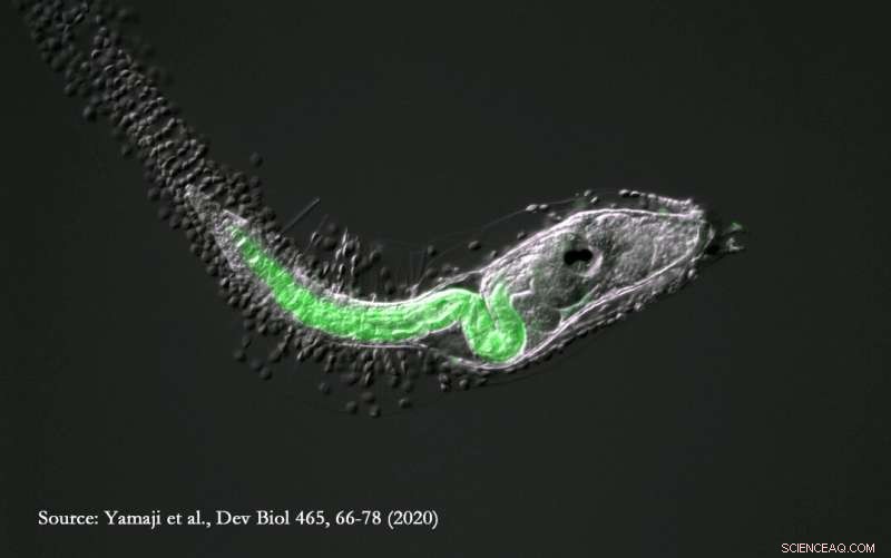 D-Serine in Marine Squirts: A Mirror Image Biomolecule and Tail Regression