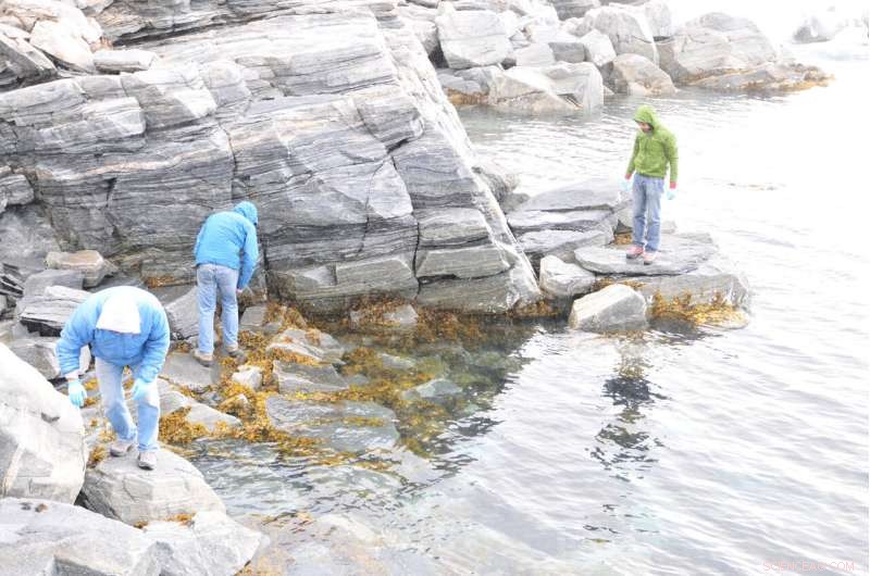 North Atlantic Rockweed Bacteria Study: Ecosystem Health & Oxygen Production