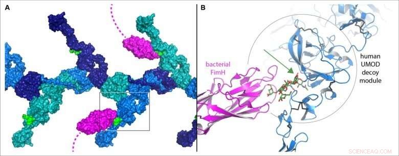 Structural Insights into Human Antibacterial Proteins: Cryo-EM, Crystallography & AI