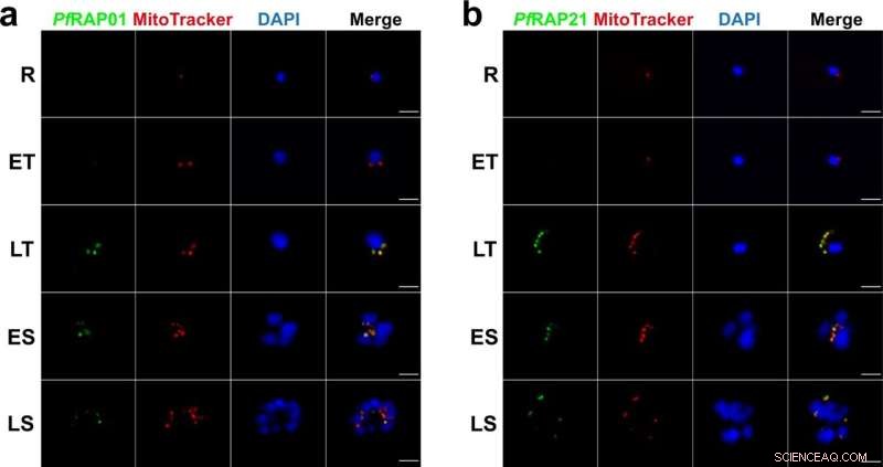 Key Proteins Enabling Malaria Parasite Survival Identified