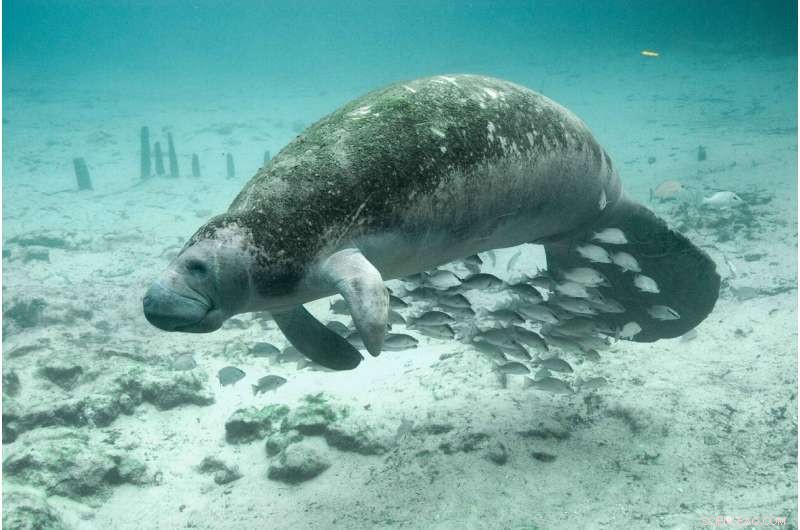 Manatee Crisis: Starvation Continues as Seagrass Decline Persists