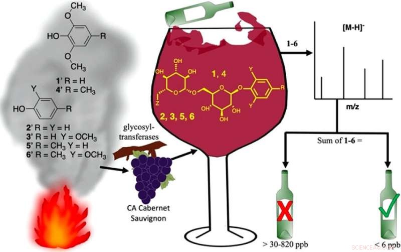Wildfire Smoke Impact on Wine: Chemical Analysis & Smoke Taint