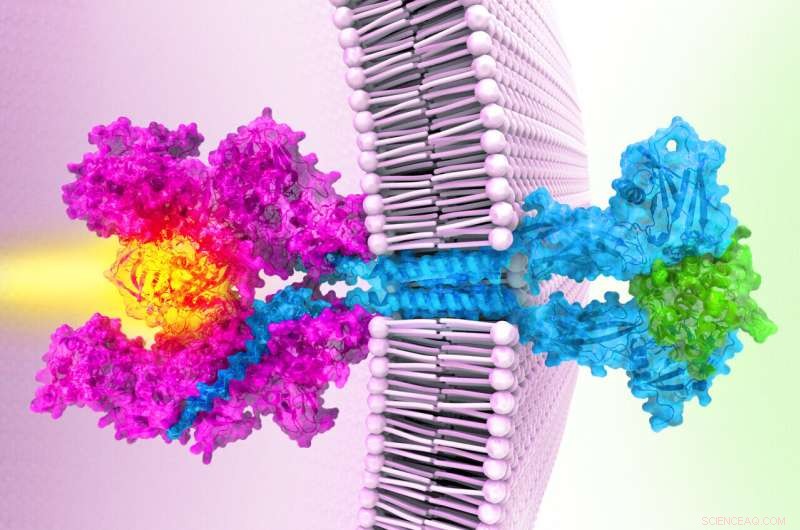 Scientists Determine Full Structure of Janus Kinase After 20+ Years