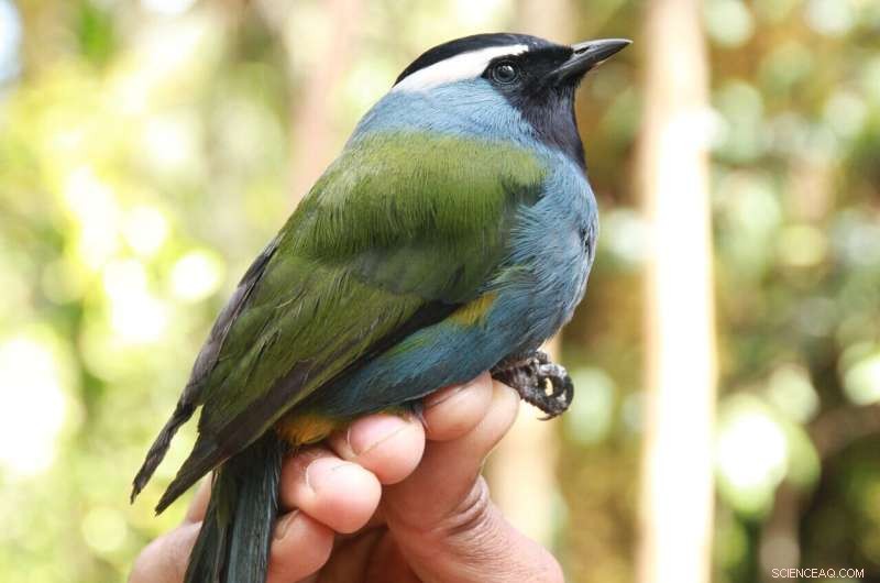 Evolution of Bird Species: How New Species Emerge in Mountainous Regions