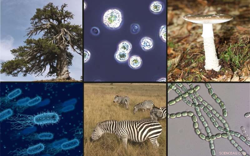 Universal Mechanism of Methane Formation Discovered in Organisms