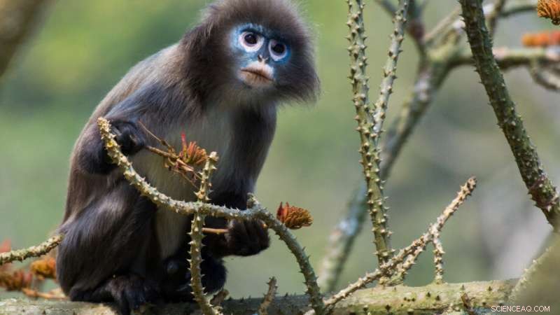 New Species Face Higher Extinction Risk: Study