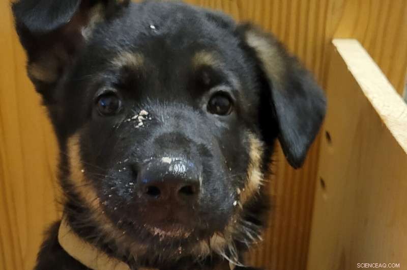 Genetic Cause Identified for Esophageal Disorder in German Shepherds