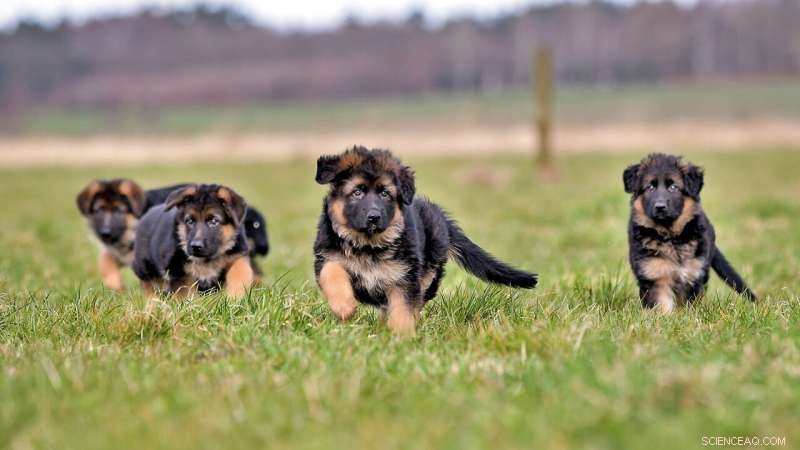 Genetic Cause Identified for Esophageal Disorder in German Shepherds